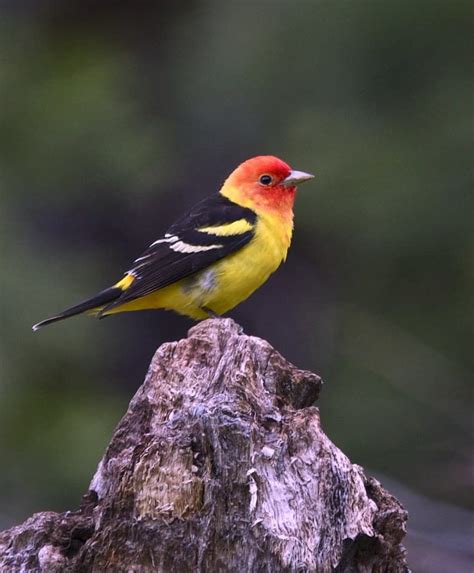 The 30 Best Birds In Oregon Rhythm Of The Home Western Tanager