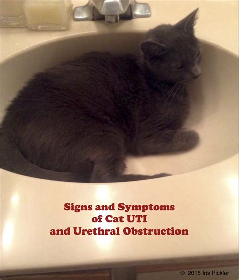 Health care professionals treat urinary retention based on the type of urinary retention—acute or chronic—and the cause of the urinary retention. Uti In Cats - Cat and Dog Lovers