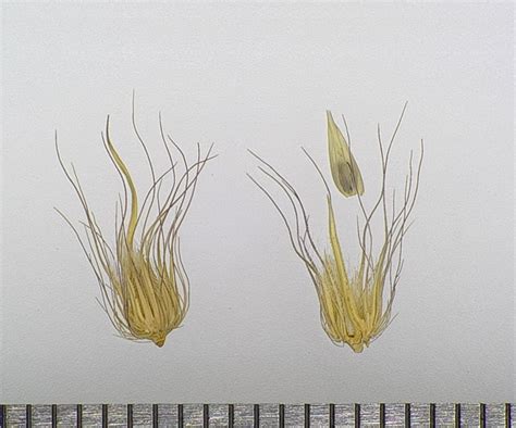 Cenchrus Ciliaris Testing Wild Seeds