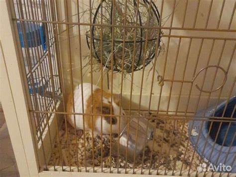 Морские свинки диета Морские свинки купить в Москве | Животные и зоотовары | Авито Морские свинки купить в Москве | Животные и зоотовары | Авито Морские свинки диета