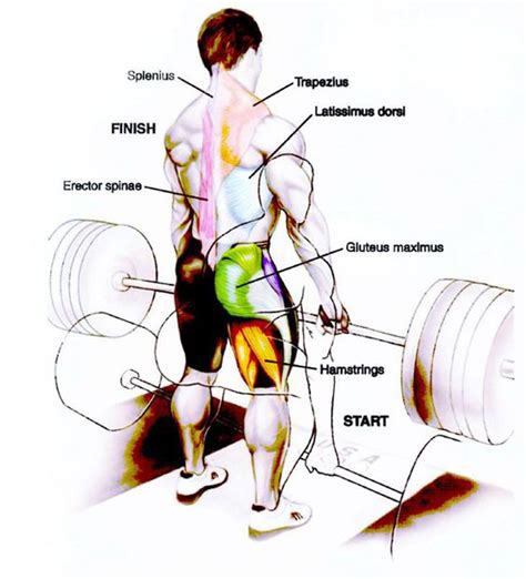 What Muscles Do Deadlifts Work Tips To Grow Stronger With Deadlifting