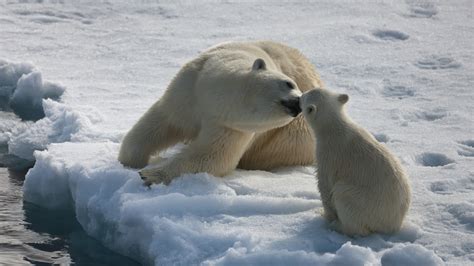 Cute Polar Bear Baby Polar Bear Caring Snow Arctic