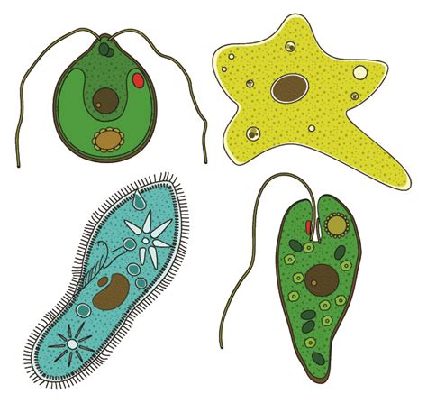 Protist Clipart At Getdrawings Free Download
