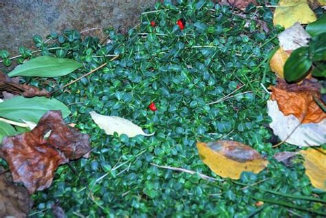 Partridge Berry Is Bright All Year Virginia Native Plant Society