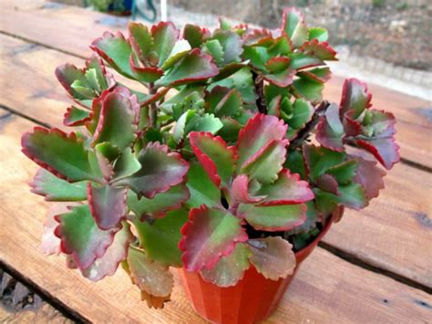 Kalanchoe Sexangularis Six Angled Kalanchoe World Of Succulents