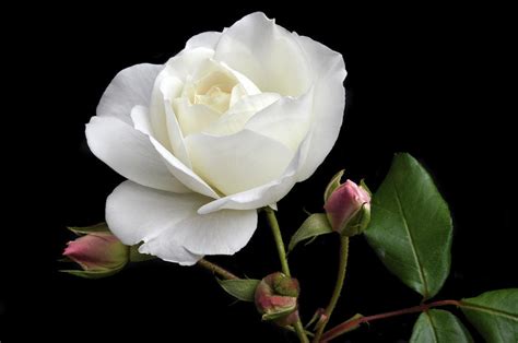 White Rose With Buds Photograph By Terence Davis