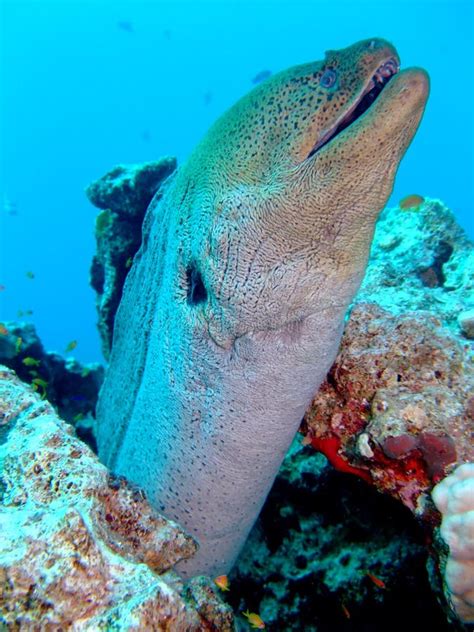 Giant Moray Stock Image Image Of Coral Fish Gymnothorax 13385789