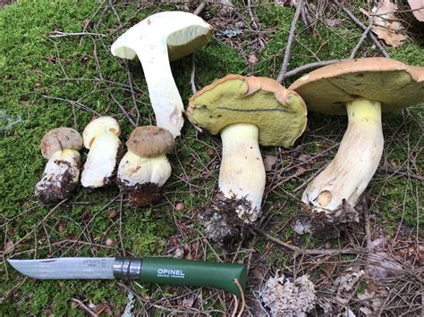 Mushroom Poisoning Alert Boletus Huronensis Maine Mycological