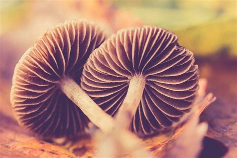 Autumn Mushroom Nature Free Photo On Pixabay Pixabay