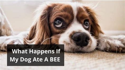 My Dog Ate A Bee Should I Be Worried 2023