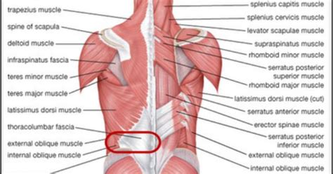Dorsal rami of (cervical) spinal nerves. lower back muscles - Google-søgning | Anatomi | Pinterest ...