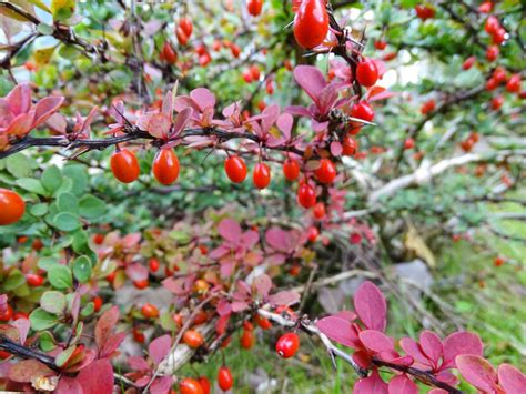 Zuurbes Berberis Thunbergii Atropurpurea Houtem Natuur Waarnemingen