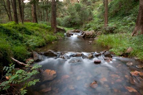 Jenolan River Stock Photo Download Image Now Australia Day Forest