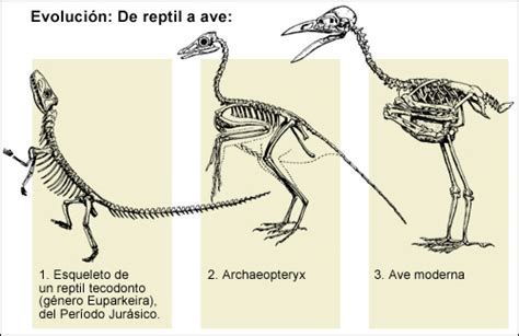 Infografías E Imágenes Sobre La Evolución De Las Aves