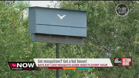 Got Mosquitoes Get A Bat House Youtube