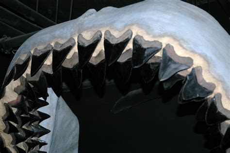 Carcharodon Megalodon Fossil Shark Jaw Reconstruction L Flickr