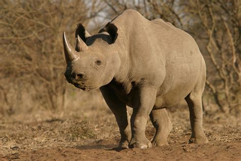 Think All Rhino Mouths Are The Same Think Again International Rhino