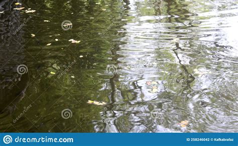 A Water Ripple With Fallen Leaves In A Green Mossy Pond Stock Photo