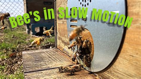 Bees In Slow Motion Check This Out Its Sweet Youtube
