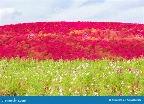 Kochia At Hitachi Seaside Park In Autumn At Ibaraki Stock Image Image