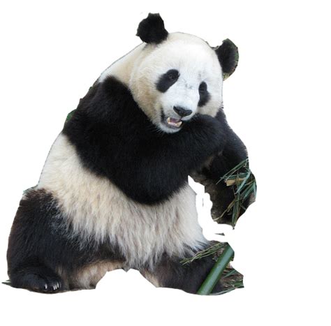 Actualizar 118 Images Oso Panda Png Viaterramx