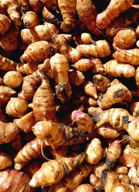 In france, the artichoke is called topinambour, although the word jerusalem has several explanations. Jerusalem artichoke - planting, growing and harvesting