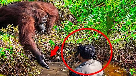 Wild Orangutan Gives A Helping Hand To Man Stuck In Mud YouTube