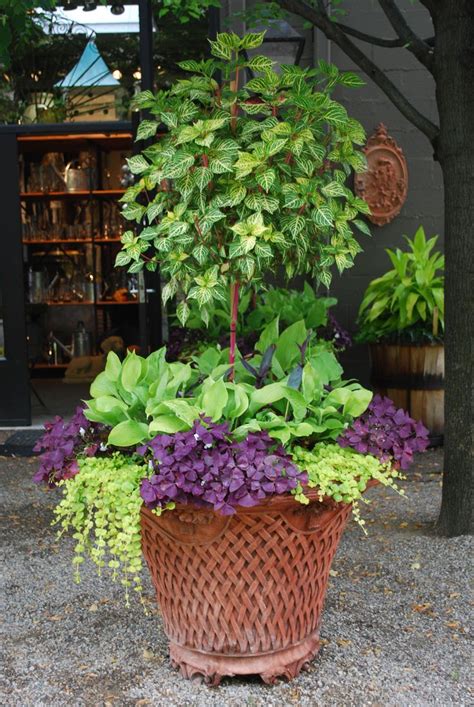 94 Best Images About Container Gardens On Pinterest