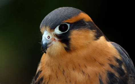 Aplomado Falcon Audubon Field Guide