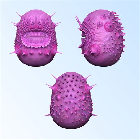 Meet Saccorhytus Coronarius Humans Earliest Known Ancestor