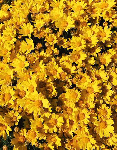 Pin by Zahra M on YELLOW | Yellow aesthetic, Yellow flowers, Yellow wallpaper