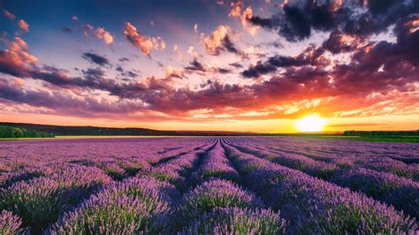 Wallpaper Beautiful Lavender Field Flowers Summer Sunset 1920x1200