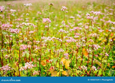 Buckwheat Flowers On The Field Stock Image Image Of Buckwheat