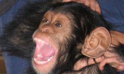 How Chimpanzees Are Just Like Humans They Laugh At Jokes To Bond Even