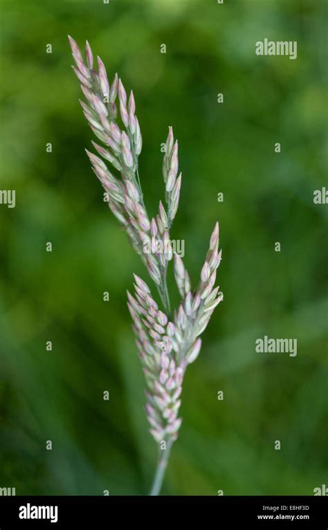 Festuca Pratensis Huds Or Meadow Fescue Seed Head Stock Photo Alamy