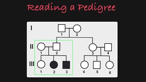 How To Read A Pedigree Youtube