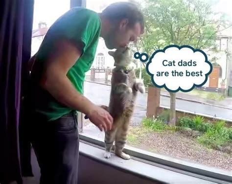 Top 20 Memes Of The Week Cheezburger Users Edition 29 Cat Dad