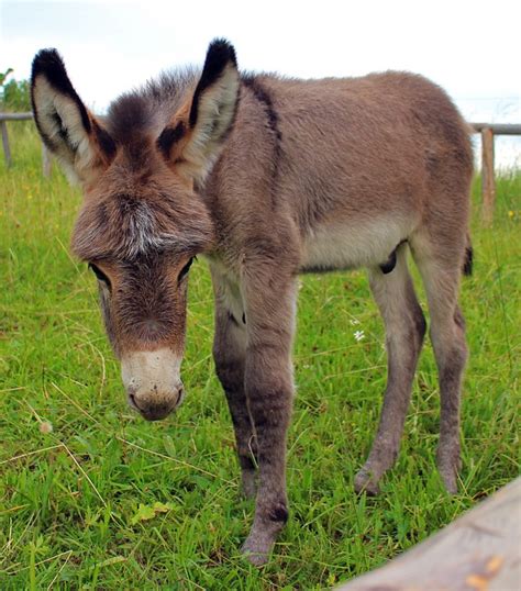 Free Photo Donkey Donkey Foal Foal Baby Free Image On Pixabay