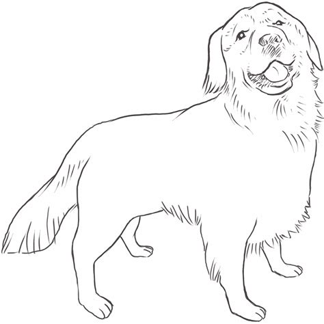 How To Draw A Golden Retriever Step By Step Easy At Drawing Tutorials