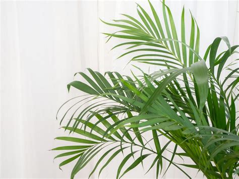 8 Palms Plants To Grow Indoors Indoor Palm Trees Palm Plant