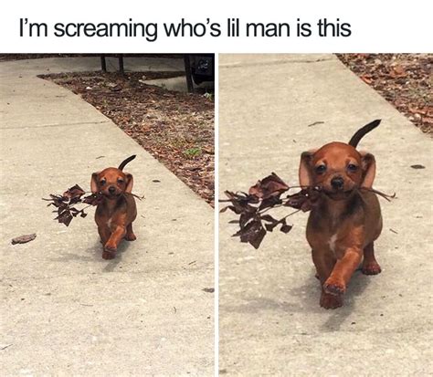 10 Of The Best Doggo Memes Youve Ever Seen Pets