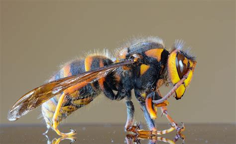 Potentially Deadly ‘murder Hornet Bees Found In Us For The First Time