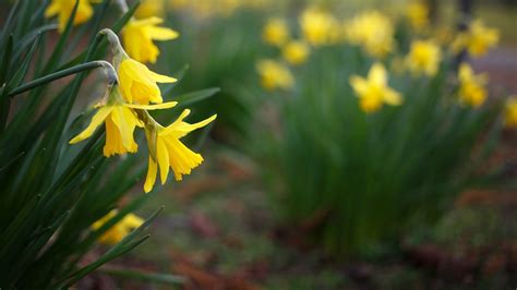 Narcissus Flowers Yellow Plants Hd Wallpaper Preview