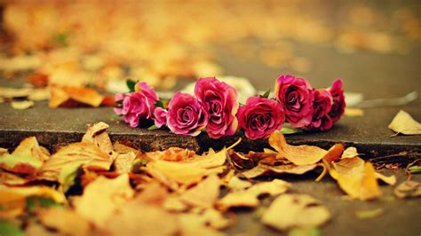 Romantic Autumn Wallpapers Wallpaper Cave