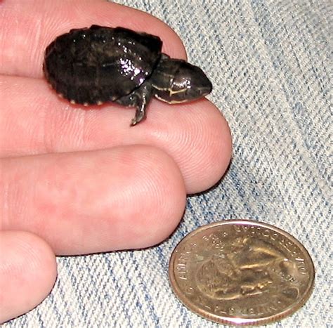 Common Musk Turtle Hatchling Project Noah