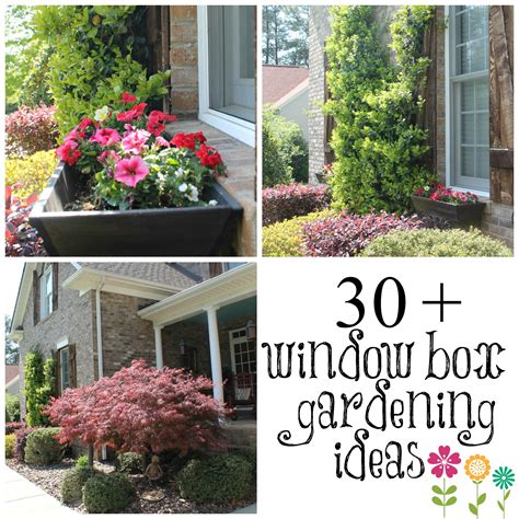 Wow Your Windows With Window Boxes Debbiedoos