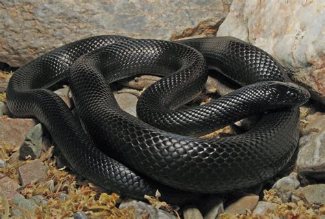 Mexican Black Kingsnake Venomous Venom Snake Viper Snake Rat Snake