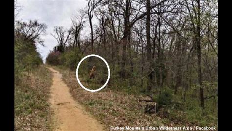 Multiple Bigfoot Sightings Reported At Oklahoma Urban Wilderness Area