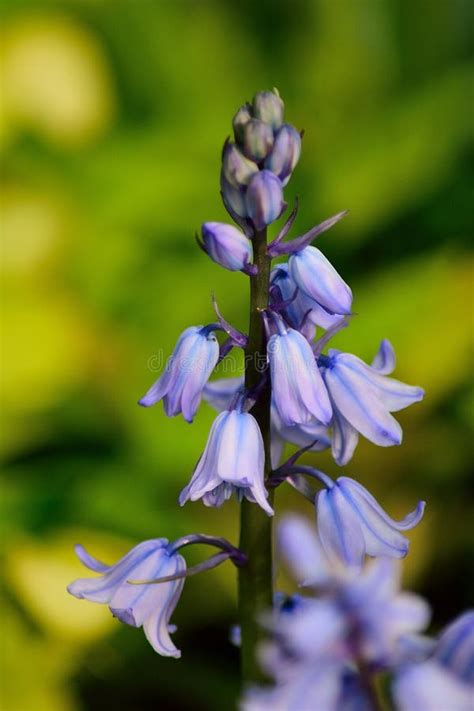 Bluebells In Spring Stock Photo Image Of Meadow Flowers 91570868