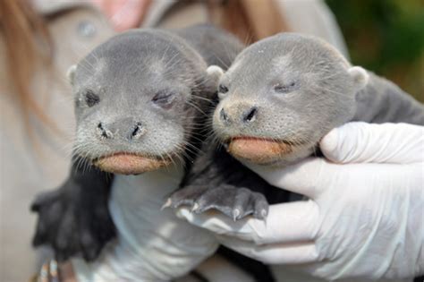 Zoo Miami Makes History With Giant Otter Pups Zooborns